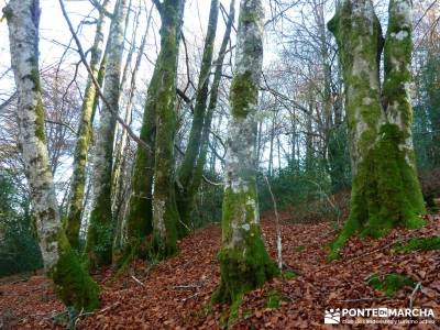 Parques Naturales Urbasa-Andía y Aralar - Nacedero del Urederra; rutas y senderismo madrid